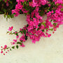 Bougainvillea pyramide bloei